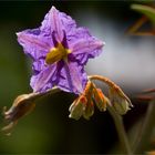 Dorniger Nachtschatten (Solanum pyracanthum).. .