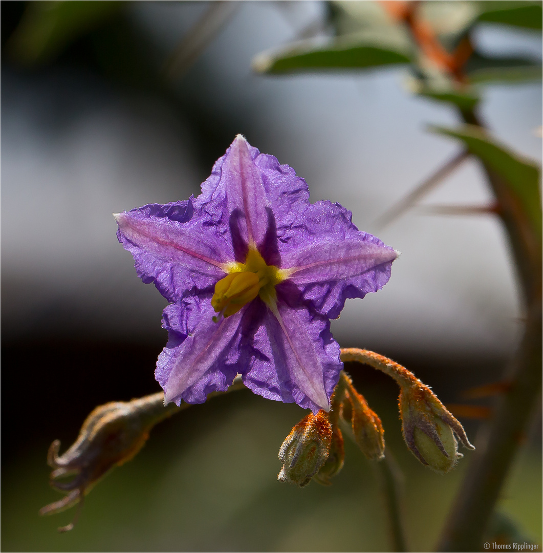 Dorniger Nachtschatten (Solanum pyracanthum)