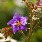 Dorniger Nachtschatten (Solanum pyracanthum)....