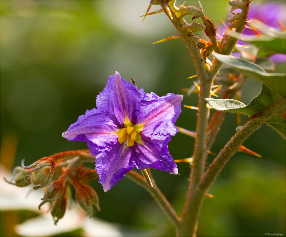 Dorniger Nachtschatten (Solanum pyracanthum)....