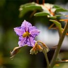 Dorniger Nachtschatten (Solanum pyracanthum)...