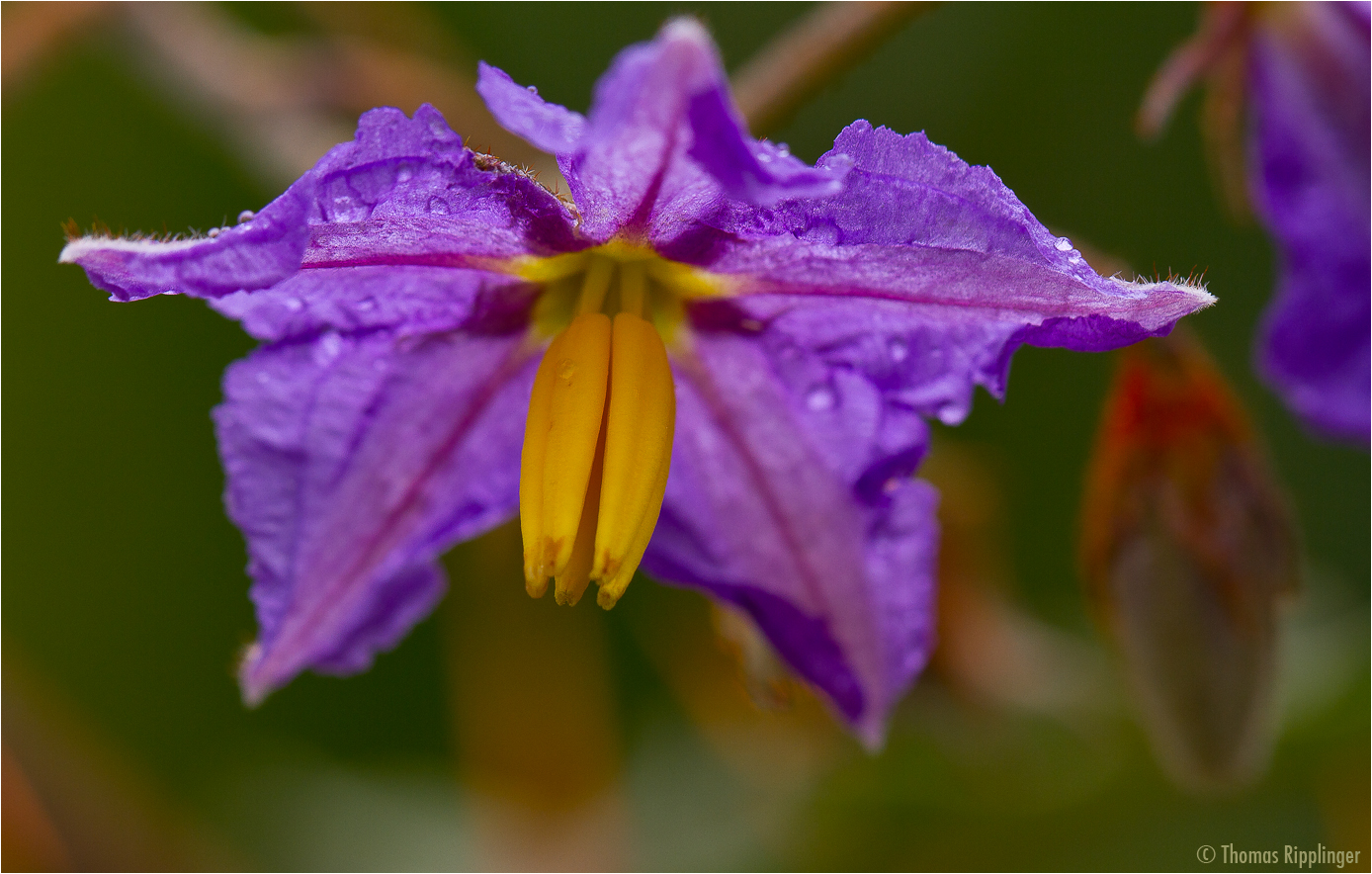 Dorniger Nachtschatten (Solanum pyracanthum)