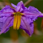 Dorniger Nachtschatten (Solanum pyracanthum)