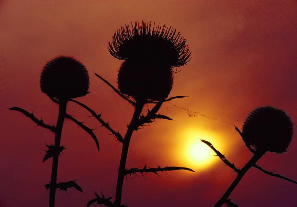 Dorniger Sonnenuntergang