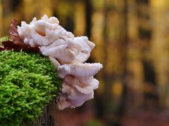 Dorniger Stachelbart (Hericium cirrhatum)