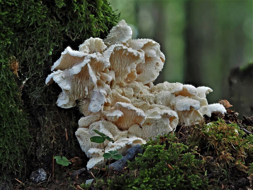 Dorniger Stachelbart – Hericium cirrhatum