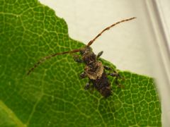 Dorniger Wimperbock (Pogonocherus hispidus)