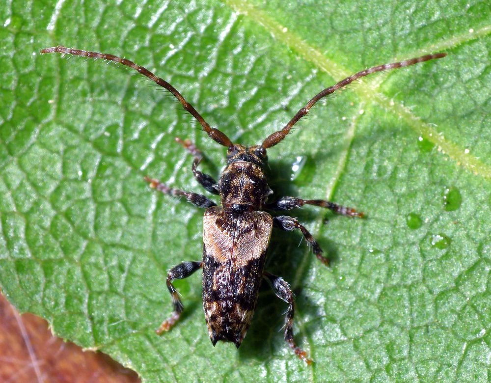 Dorniger Wimperbock (Pogonocherus hispidus)