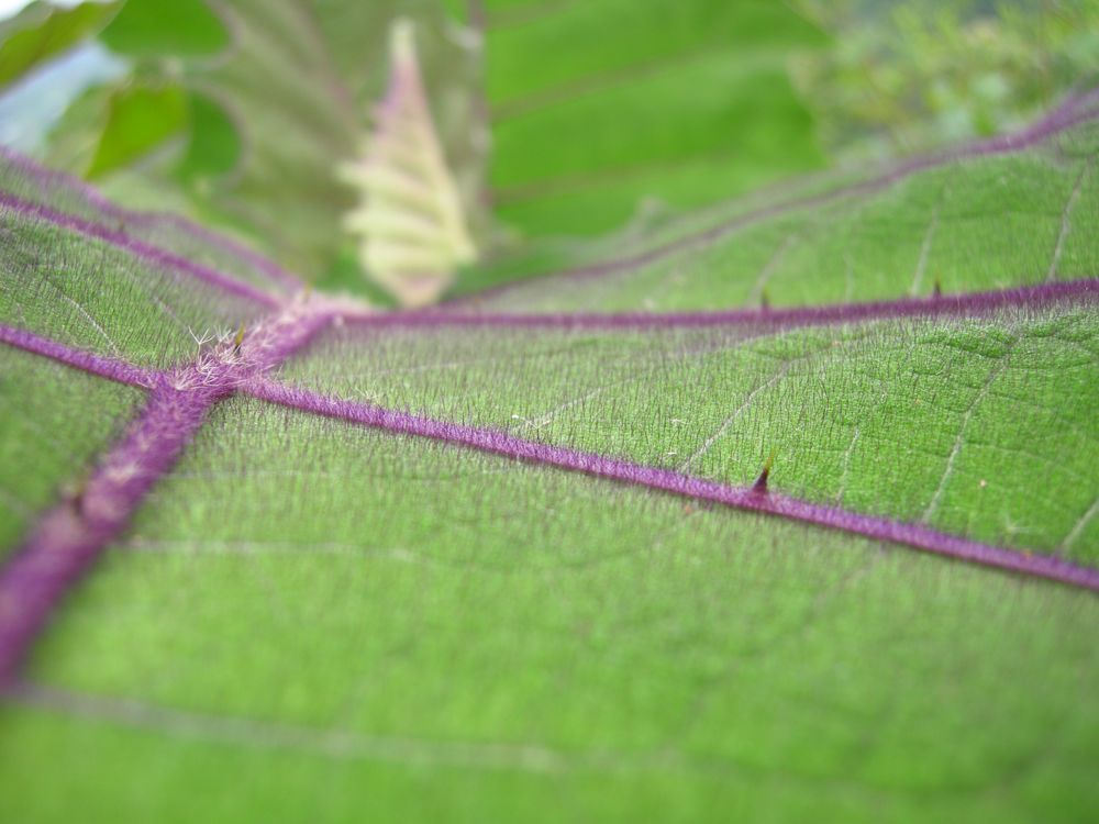 Dorniges Blatt von Michaela Röbke