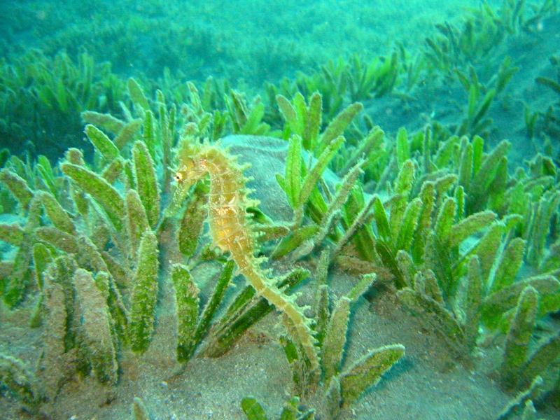 Dorniges Seepferdchen Im Roten Meer Foto Bild Tiere Wildlife Amphibien Reptilien Bilder Auf Fotocommunity