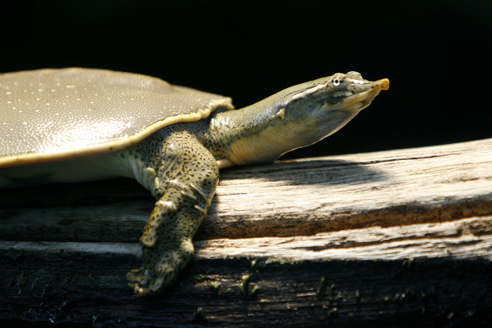 Dornrand-Weichschildkröte