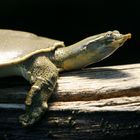 Dornrand-Weichschildkröte