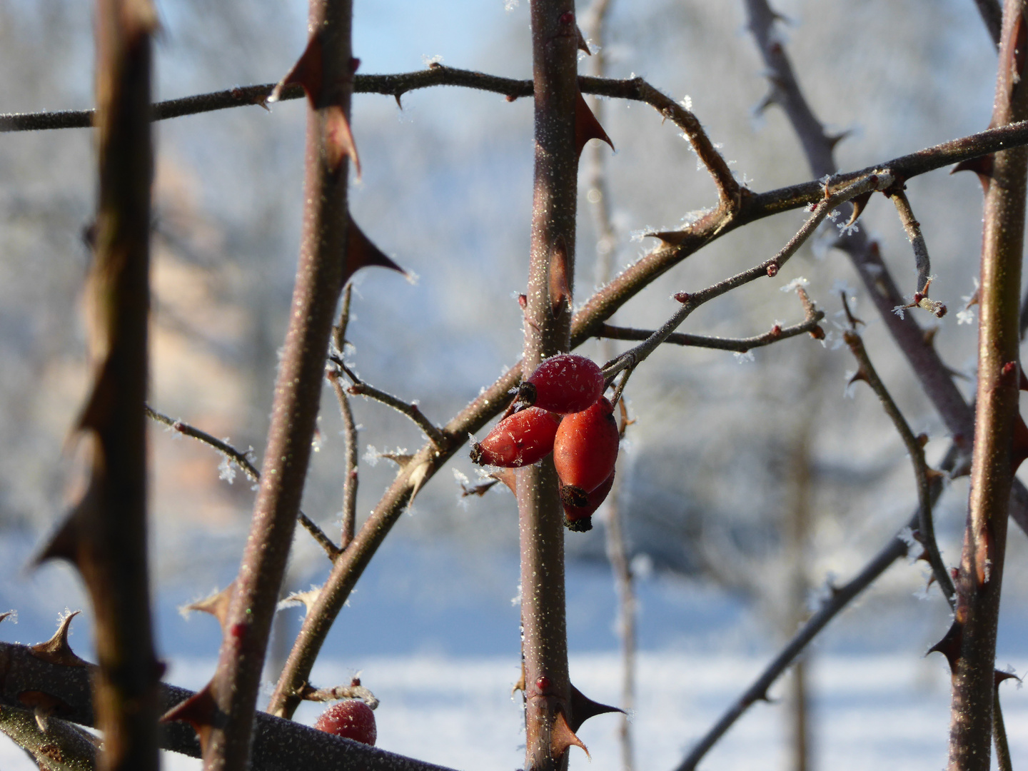 Dornröschen im Frost