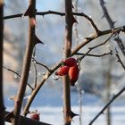 Dornröschen im Frost