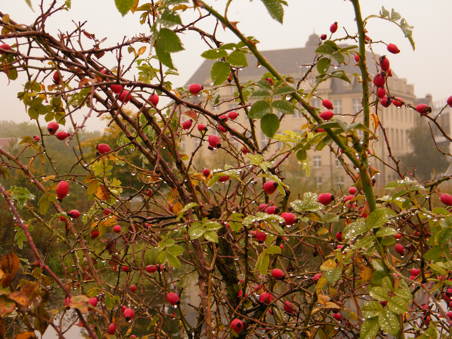 Dornröschen im Herbst