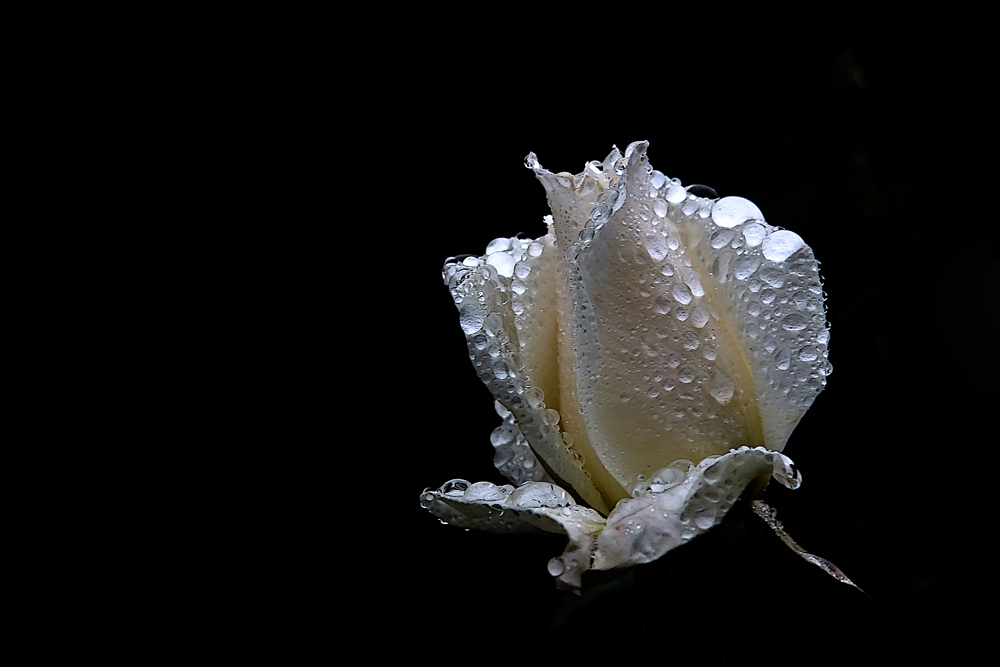 Dornröschen im Perlenschmuck