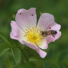 Dornröschen – Waldblüte mit Besucher