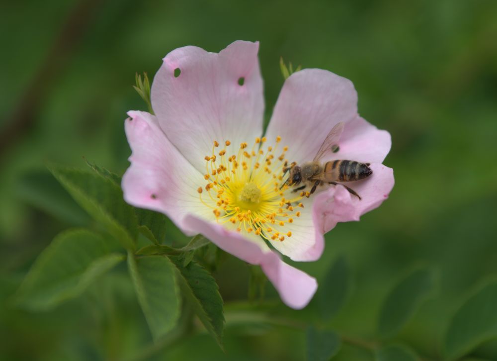 Dornröschen – Waldblüte mit Besucher