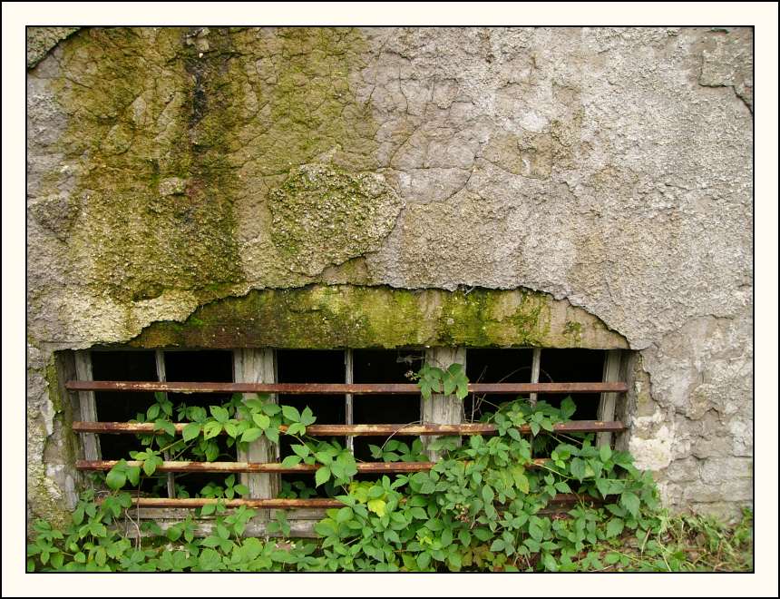 Dornröschens Kellerfenster?