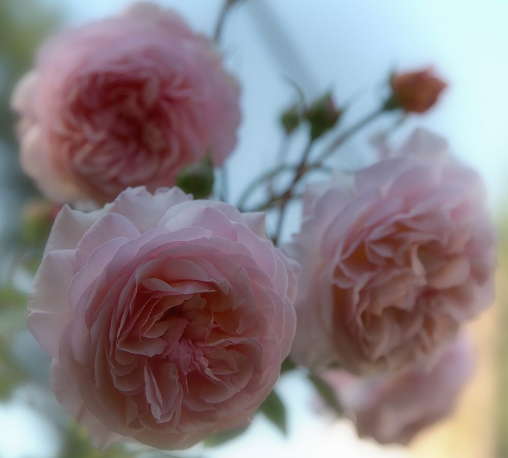 Dornröschens schönste Blüten