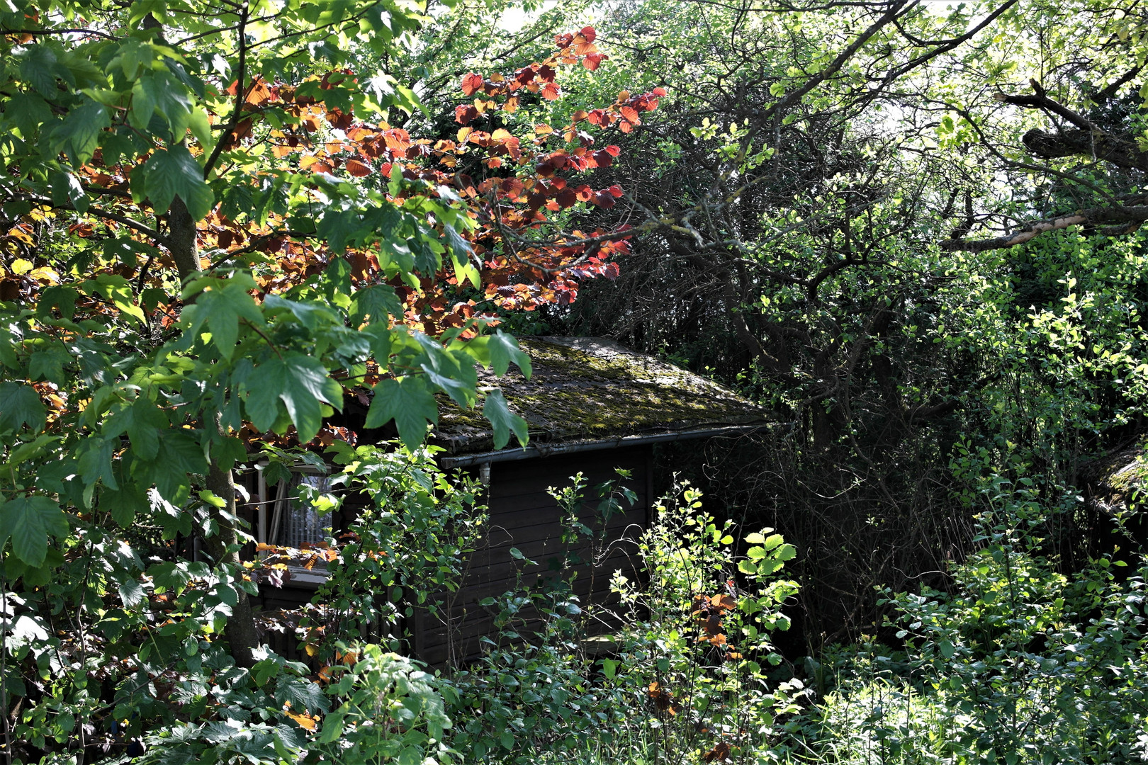 Dornröschenschlaf im Sommer