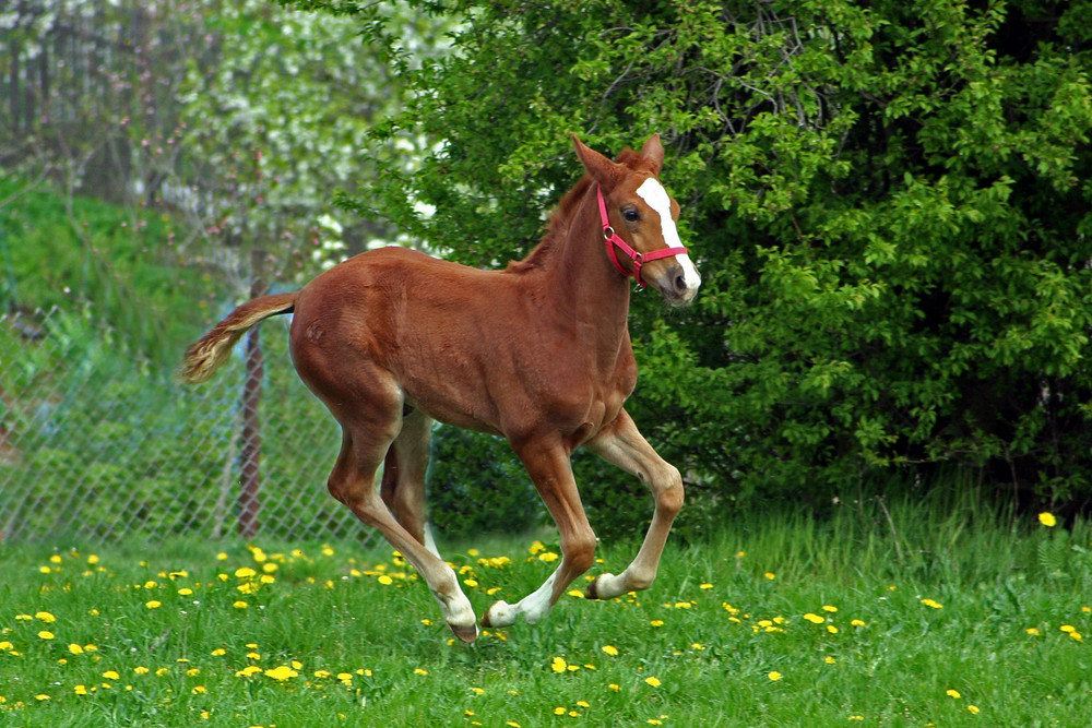 Dornrösschen im Galopp