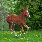 Dornrösschen im Galopp