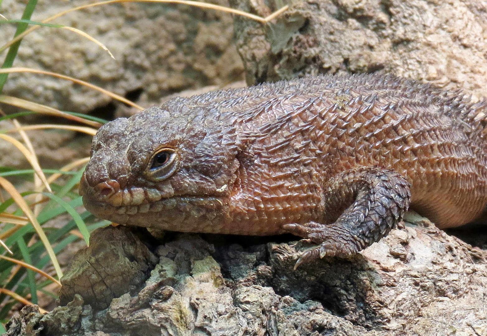 Dornschwanz-Stachelskink