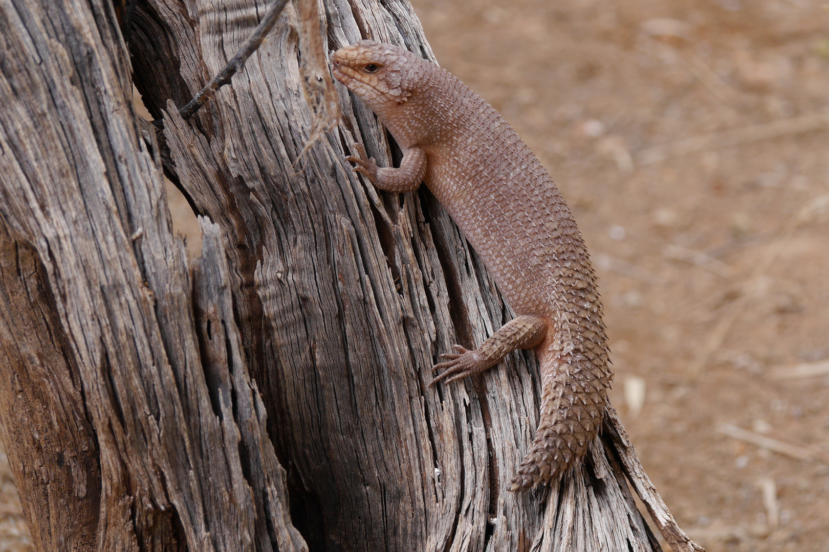 Dornschwanzskink - Egernia stokesii