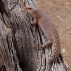 Dornschwanzskink - Egernia stokesii