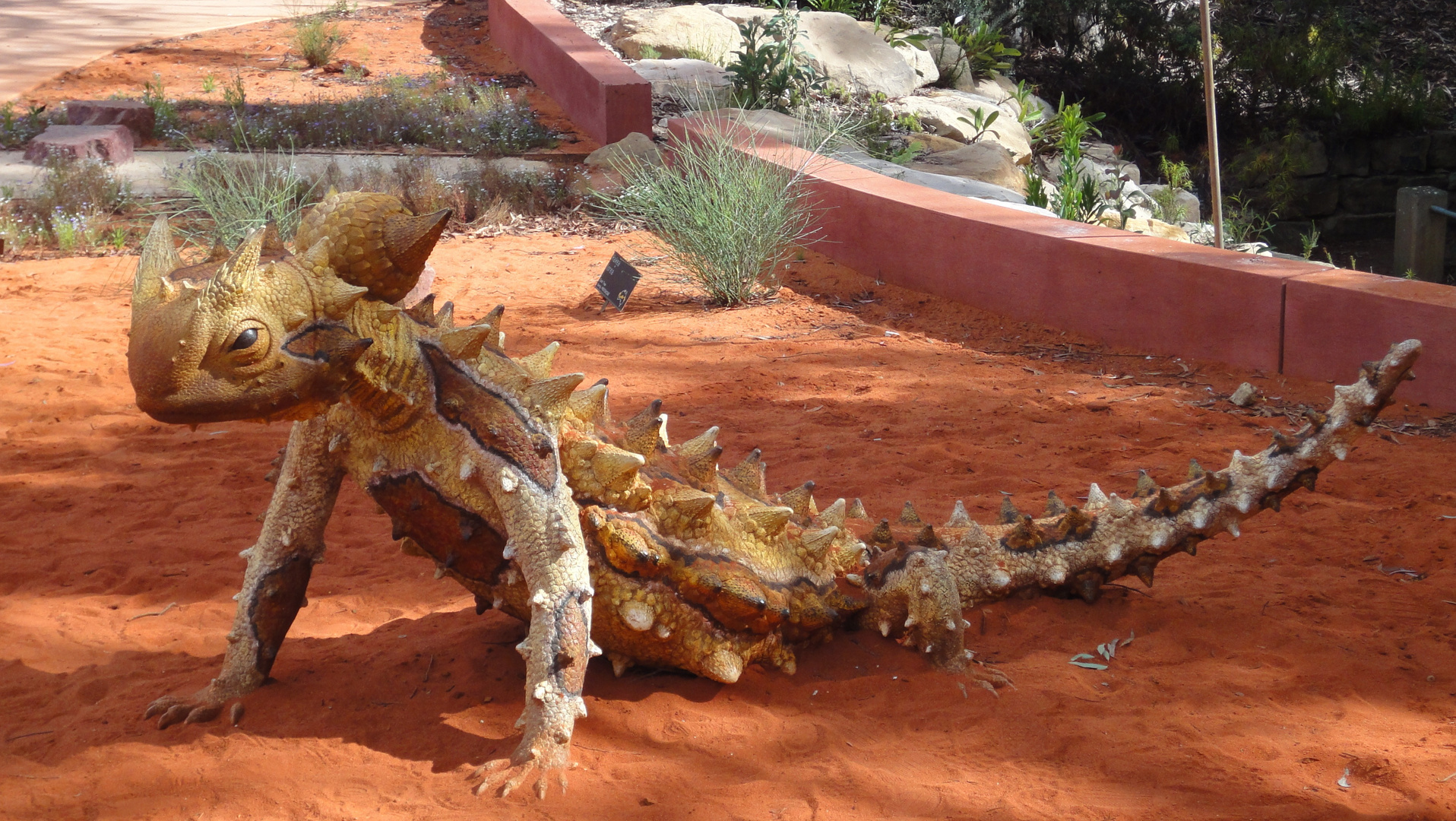 Dornteufel (Moloch horridus) Australien Foto & Bild tiere, wildlife