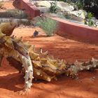 Dornteufel (Moloch horridus) Australien