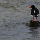 Dornumersiel - Ostfriesland