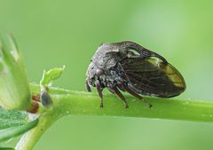 Dornzikade (Centrotus cornutus)