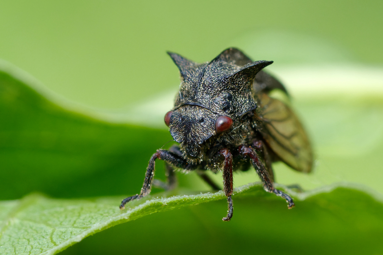 Dornzikade (Centrotus cornutus)