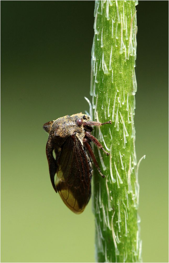 Dornzikade (Centrotus cornutus)