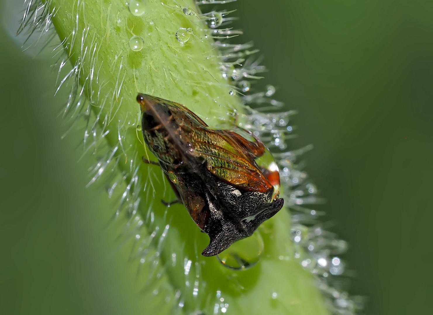 Dornzikade (Centrotus cornutus) bei Regen. - Le Demi-Diable à trois cornes..! 