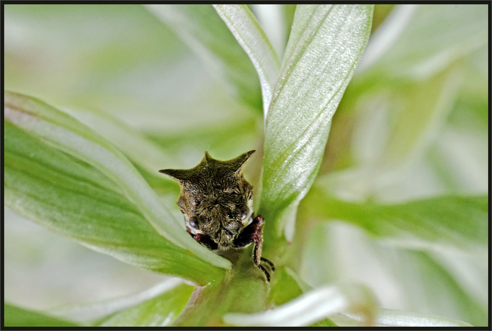 Dornzikade (Centrotus cornutus)