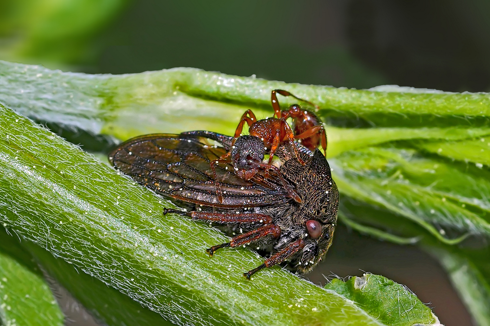 Dornzikade (Centrotus cornutus) mit Ameise - Centrotus cornutus ou Demi-Diable avec une fourmi.