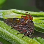 Dornzikade (Centrotus cornutus) mit Ameise - Centrotus cornutus ou Demi-Diable avec une fourmi.