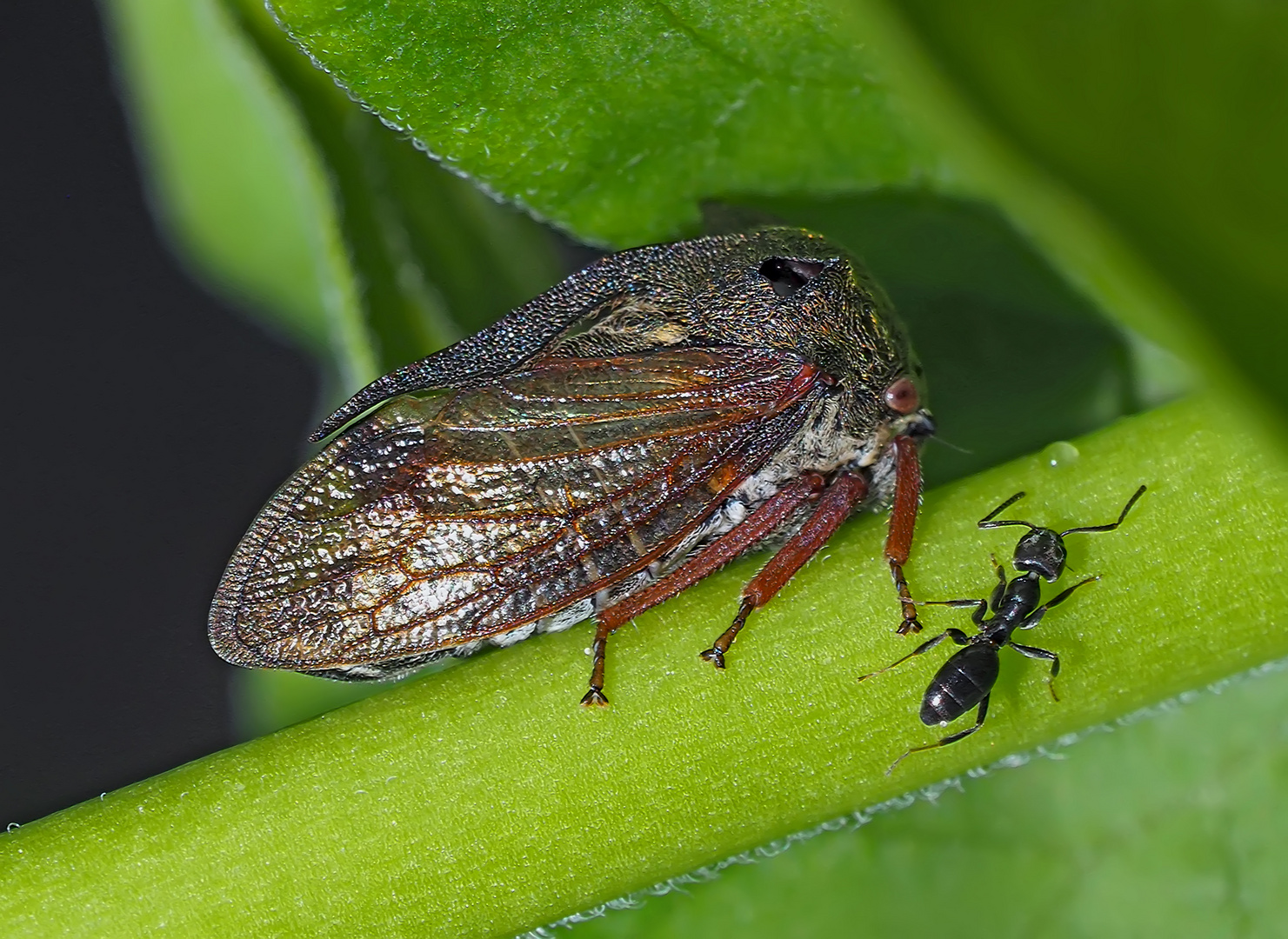 Dornzikade (Centrotus cornutus) mit Ameise - Centrotus cornutus ou Demi-Diable avec une fourmi.