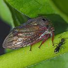 Dornzikade (Centrotus cornutus) mit Ameise - Centrotus cornutus ou Demi-Diable avec une fourmi.