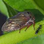 Dornzikade (Centrotus cornutus) mit Ameise - Centrotus cornutus ou Demi-Diable avec une fourmi.