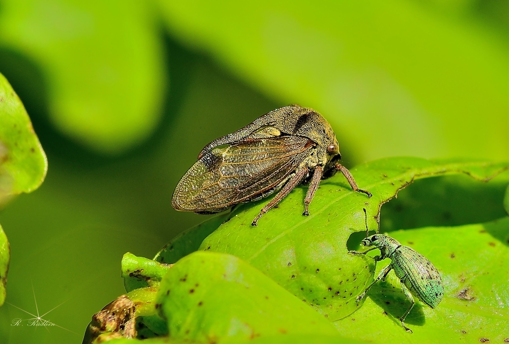 Dornzikade mit Rüsselkäfer