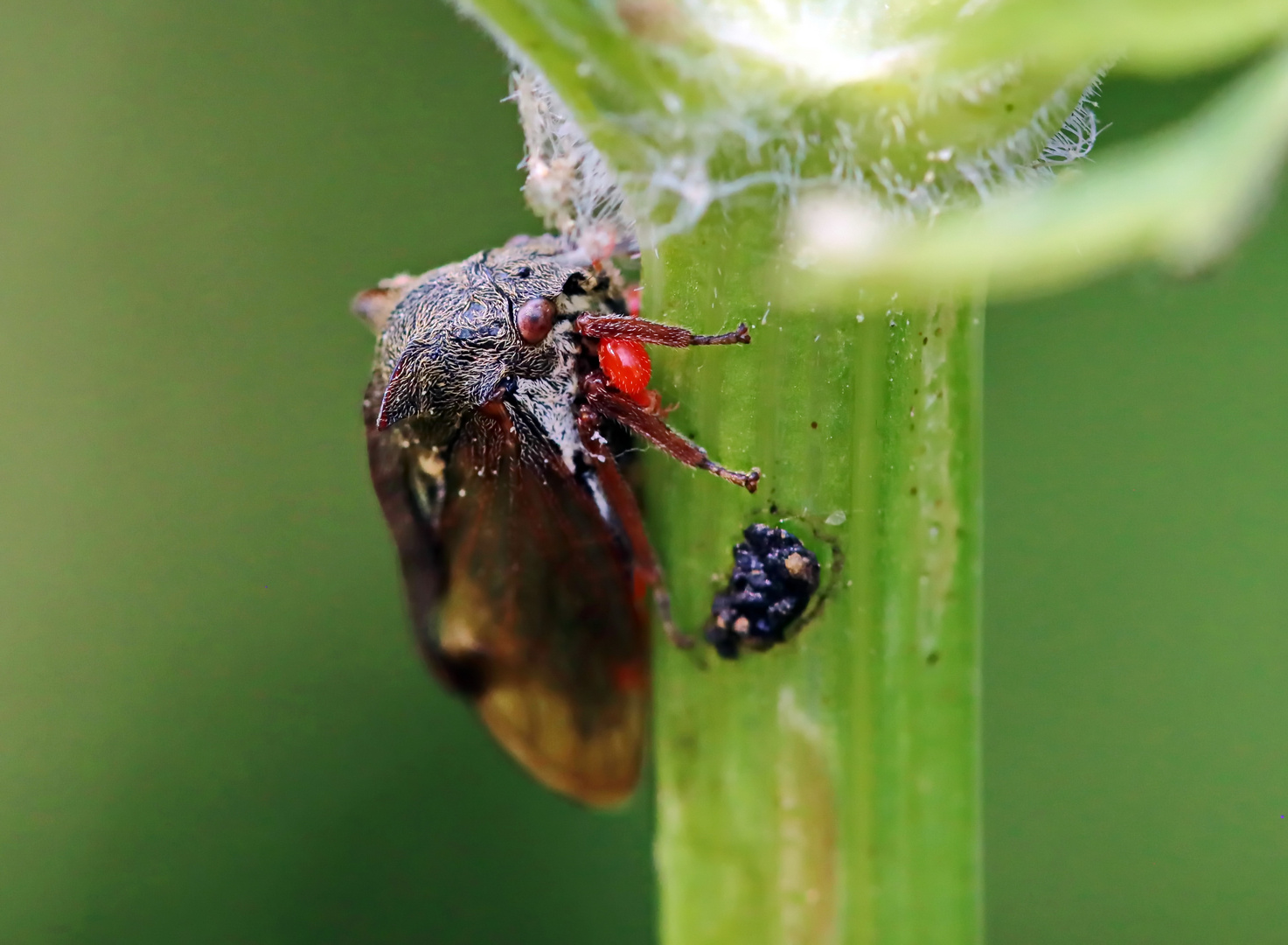 Dornzikade,Centrotus cornutus