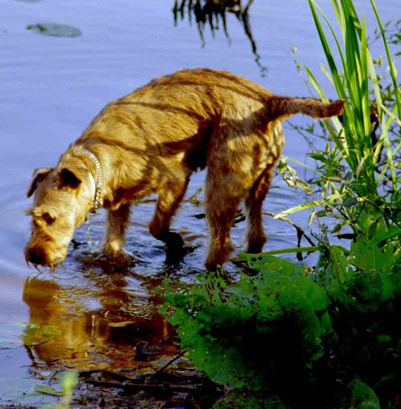 Doro im Wasser