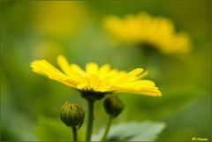 Doronicum...