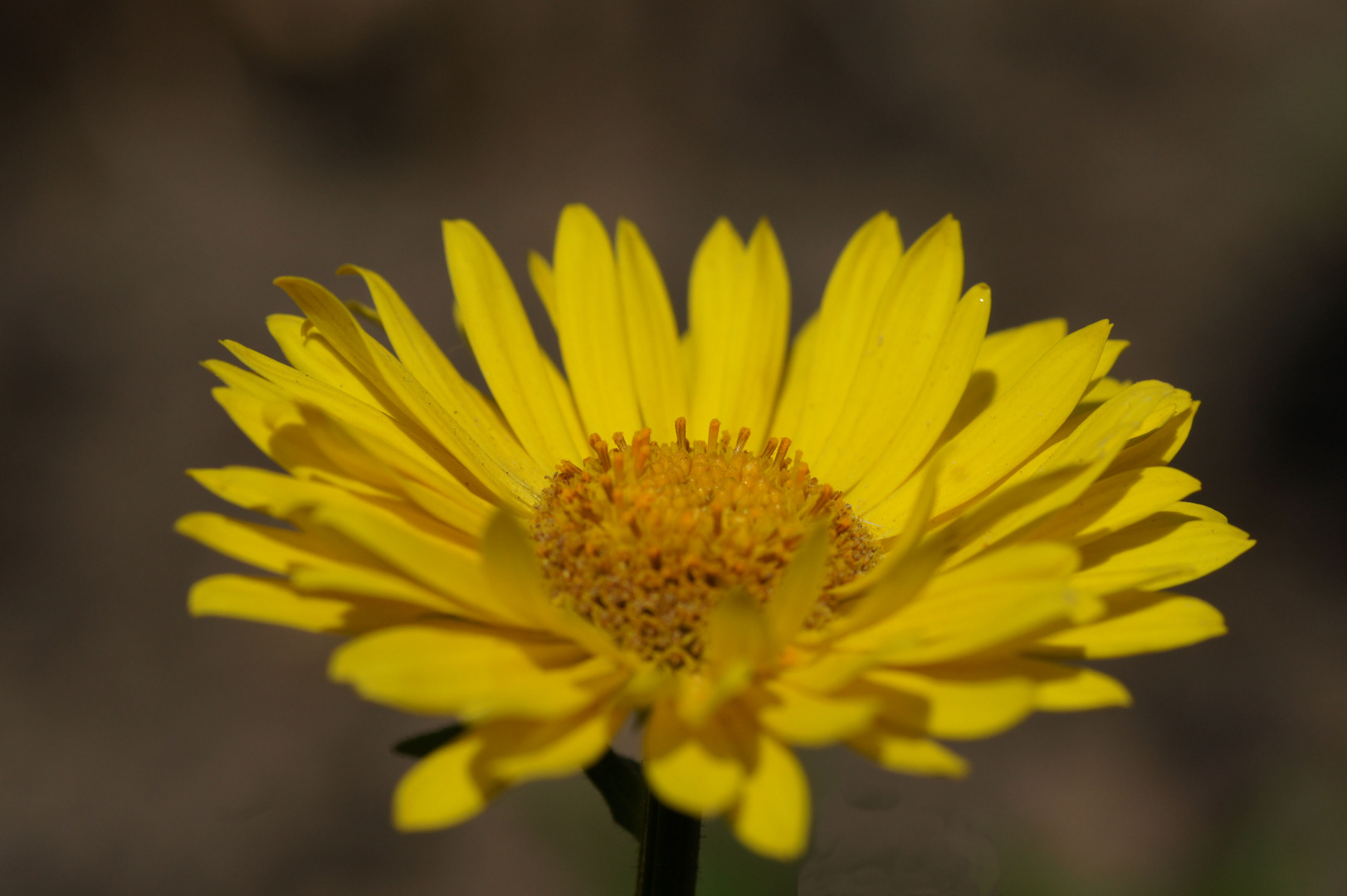 Doronicum