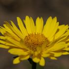 Doronicum