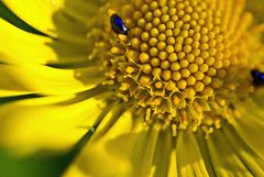 Doronicum